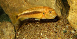 Pseudotropheus interruptus 'Machili Island'